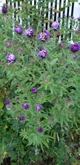 Symphyotrichum novae-angliae