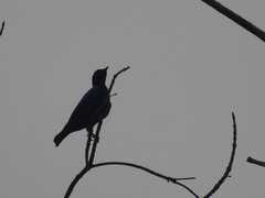 Hylopsar purpureiceps