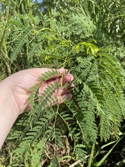 Leucaena