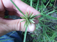 Cyperus lupulinus