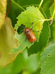 Cryptocephalus coryli