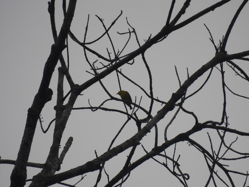 iNaturalist image