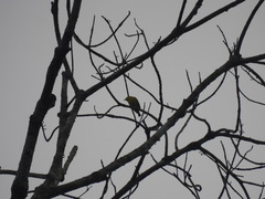 Zosterops stenocricotus