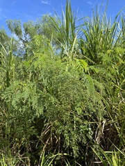 Leucaena