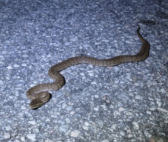 Gloydius ussuriensis