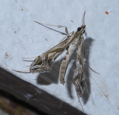 Lineodes integra