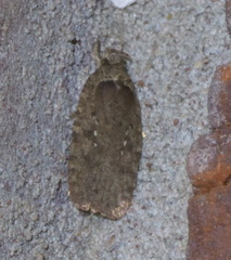 Agonopterix clemensella