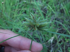 Cyperus lupulinus