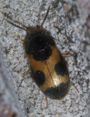 Mycetophagus punctatus