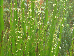 Baccharis trimera