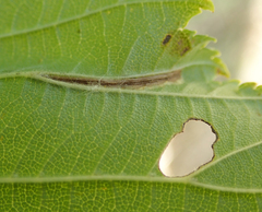 Phyllonorycter tristrigella