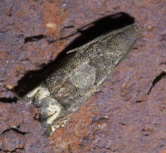 Epiblema strenuana