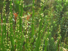 Baccharis trimera