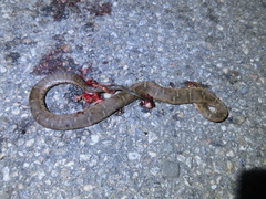 Gloydius ussuriensis