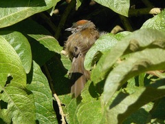 Synallaxis brachyura