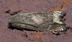 Epiblema strenuana