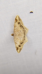 Psamatodes abydata