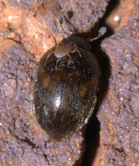 Amphicrossus ciliatus