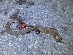 Gloydius ussuriensis