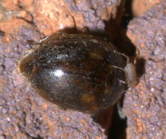 Amphicrossus ciliatus