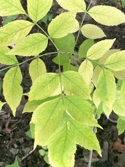 Fraxinus americana