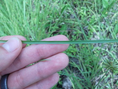 Cyperus lupulinus