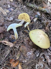 Suillus placidus