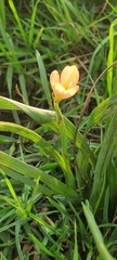 Moraea flaccida
