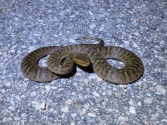 Gloydius ussuriensis