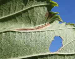 Phyllonorycter tristrigella