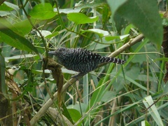 Thamnophilus multistriatus