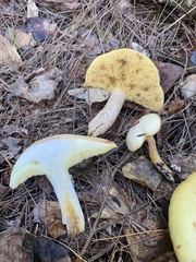 Suillus placidus