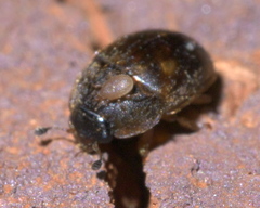 Amphicrossus ciliatus