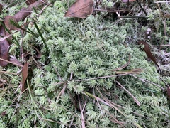 Sphagnum palustre
