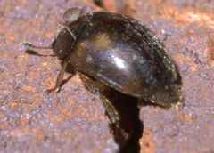 Amphicrossus ciliatus
