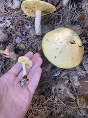 Suillus placidus