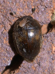 Amphicrossus ciliatus