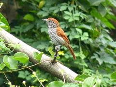 Thamnophilus multistriatus