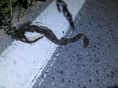 Gloydius ussuriensis