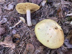Suillus placidus