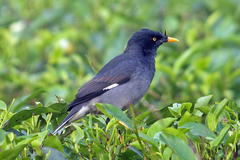 Jungle Myna photo 1