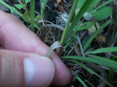 Cyperus lupulinus