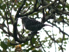 Thamnophilus multistriatus