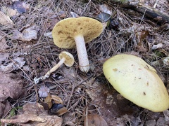 Suillus placidus