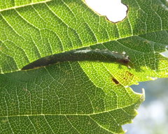 Phyllonorycter tristrigella