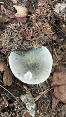 Heterophyllidia