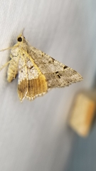 Frederickia nigricomma