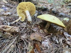 Suillus placidus