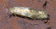 Bucculatrix coronatella