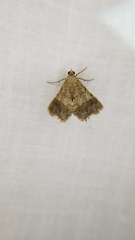 Frederickia nigricomma